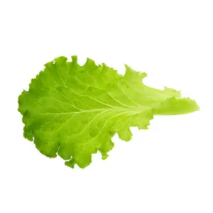 Lettuce